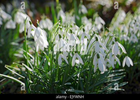 Nahaufnahme von weißen Schneeglöckchen Schneetropfen Blumen blühen im Garten im Winter Frühling England Großbritannien Großbritannien Großbritannien Großbritannien Stockfoto