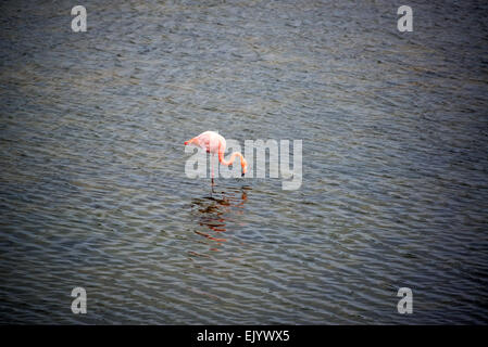 Pink Flamingo in einem Teich auf der Insel Isabela auf den Galapagos Inseln in Ecuador Stockfoto