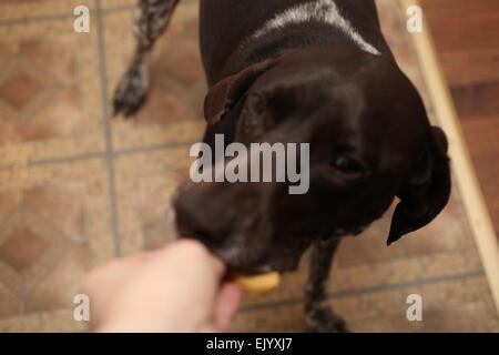 Deutsch Kurzhaar-Pointer betteln um ein cookie Stockfoto