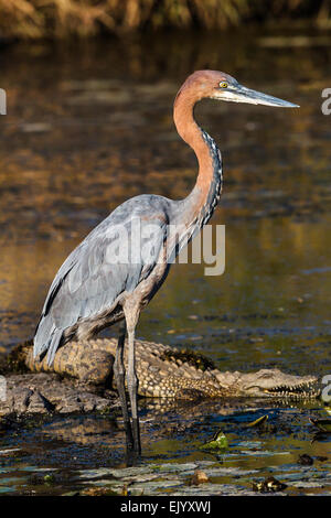 Ein Goliath Reiher auf der Suche nach Fisch, ein Krokodil Speicherplatz freigeben Stockfoto