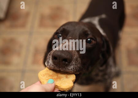 Deutsch Kurzhaar-Pointer betteln um ein cookie Stockfoto