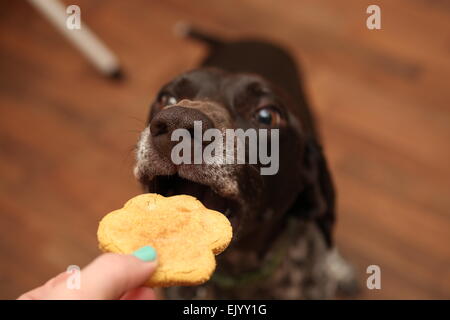 Deutsch Kurzhaar-Pointer betteln um ein cookie Stockfoto