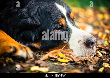 Berner Sennenhund ruht im Herbst auf bunte Laub, close-up erschossen am Kopf des Tieres Stockfoto