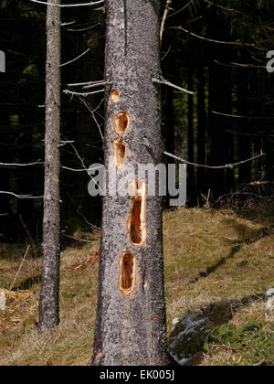 Schwarzspecht Dryocopus Martius Fütterung singt in einem Baumstamm Stockfoto