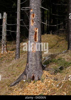 Schwarzspecht Dryocopus Martius Fütterung meldet sich an einem Baumstamm Stockfoto