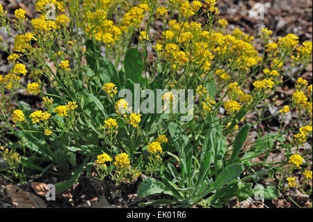 Gold Alyssum / Korb mit Gold / Gold Dust / Goldentuft Alyssum / Rock Scharfkraut (Alyssum saxatile / Aurinia Inselbogens) in Blüte Stockfoto