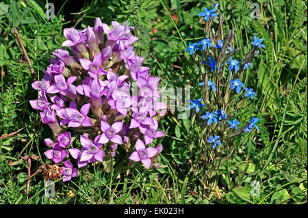Feld Enzian / Felwort (Gentianella Campestris) und Frühlings-Enzian (Gentiana Verna) in Blüte Stockfoto