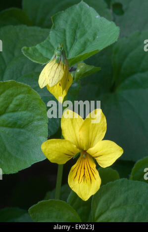 Alpine gelb-violett / intriganter violett / arktische gelb violett / Carlott Veilchen (Viola Biflora) in Blüte Stockfoto