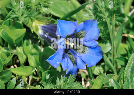 Stengellose Enzian (Gentiana Acaulis) in Blüte in den Alpen Stockfoto