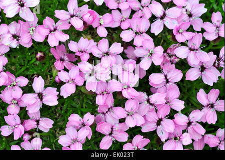 Campion Moos / Kissen Rosa (Silene Acaulis) in Blüte Stockfoto