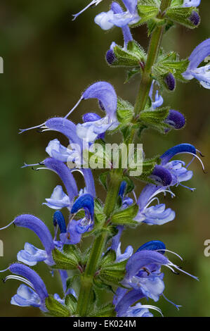 Wiese Clary / Wiese Salbei (Salvia Pratensis) in Blüte Stockfoto