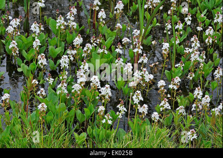 Bitterklee / Fieberklee (Menyanthes Trifoliata) in Blüte im Teich Stockfoto