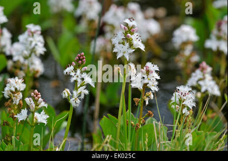 Bitterklee / Fieberklee (Menyanthes Trifoliata) in Blüte im Teich Stockfoto