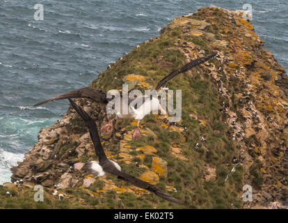 Albatros im Flug Stockfoto