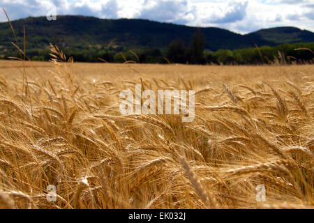 Sommer üppige Weizenfeld unter bewölktem Himmel im Kali-Becken am Balaton in Ungarn Stockfoto
