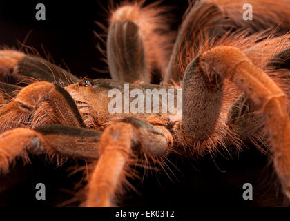 Rosa Fuß Goliath Vogel Essen Spider Stockfoto