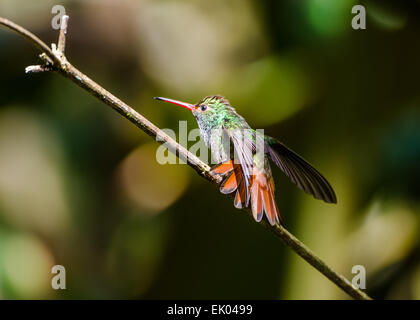 Ein Rufous-tailed Kolibri (Amazilia Tzacatl oder Handleyi) zeigt seine bunten Federn. Panama, Mittelamerika. Stockfoto