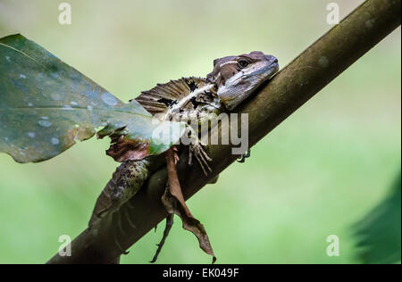 Ein gestreiftes Basilisk (Basiliskos Vittatus) oder "Jesus Lizard", ruht auf einem Ast. Panama, Mittelamerika. Stockfoto