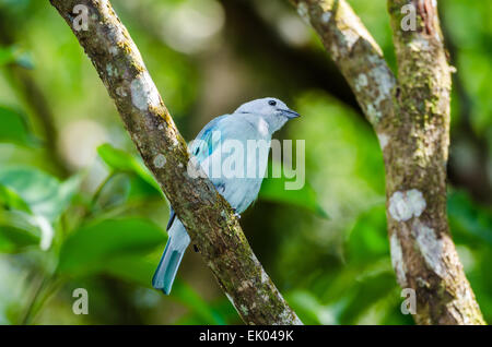 Ein blau-grau Tanager (Tangara Episcopus) thront auf einem Ast. Panama, Mittelamerika. Stockfoto