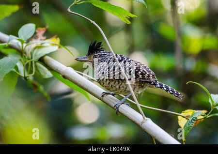 Eine männliche ausgeschlossen-Ameisenwürger (Thamnophilus Doliatus) thront auf einem Ast. Panama, Mittelamerika. Stockfoto