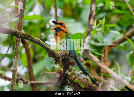 Ein breit-billed Motmot (Electron Platyrhynchum) thront auf einem Ast. Panama, Mittelamerika. Stockfoto