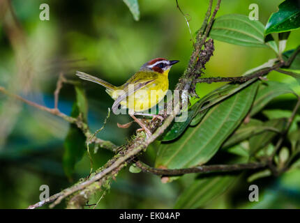 Ein Rufous-capped Warbler (Basileuterus Rufifrons) thront auf einem Ast. Panama, Mittelamerika. Stockfoto