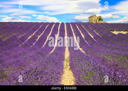 Reihen von Lavendelfeldern in der Provence, Frankreich Stockfoto