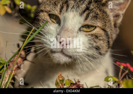 Katze, sonnen sich an einem abgelegenen Ort an das Kloster von Moni Preveli, Finikas, Kreta, Griechenland. Stockfoto