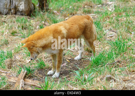 Australische Dingos erwarten Fütterungszeit an Cleland Wildlife Park Adelaide South Australia Stockfoto