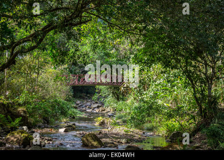 Eine hölzerne Brücke über einen kleinen Bach in dichten Dschungel. Panama, Mittelamerika. Stockfoto