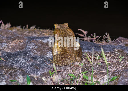 Eine riesige Stock-Kröte (Schädlingsbekämpfer Marina) auf einem Felsen. Stockfoto