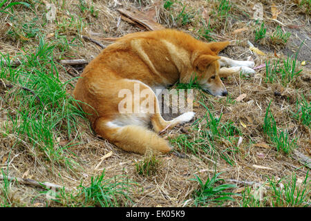 Australische Dingos erwarten Fütterungszeit an Cleland Wildlife Park Adelaide South Australia Stockfoto