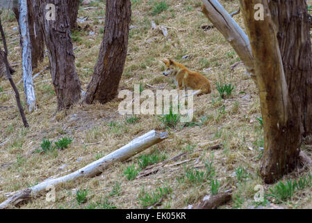 Australische Dingos erwarten Fütterungszeit an Cleland Wildlife Park Adelaide South Australia Stockfoto