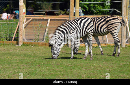 Paar von Chapman Zebra Stockfoto