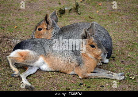 Paar von Maras Stockfoto