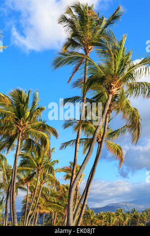 Palmen am Anaehoomalu Beach in Waikoloa auf der Big Island von Hawaii Stockfoto