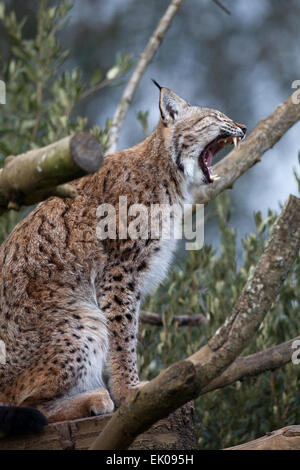 Europäische Luchs (Lynx Lynx). Umstritten ist, als eine Spezies für Wiedereinführung und Re-Wilding nach England Schottland angesehen. Stockfoto