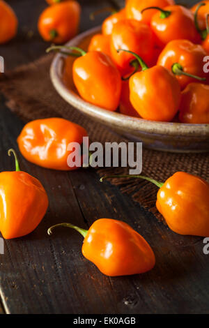 Rohe Bio Orange Habanero Paprika auf einem Hintergrund Stockfoto