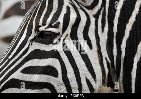 Zebra im Ngorongoro-Krater. Stockfoto