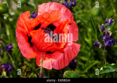 Garten Papaver orientale, Rot orientalischer Mohn Stockfoto