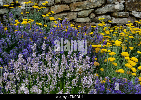 Lavendelgarten, Pflanzen an der Trockenwand gemischte Blumen, Achillea Lavandula Pflanze Stockfoto