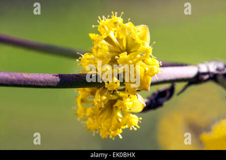 Cornus Mas, Cornelian Cherry Flower, close up, blüht im späten Winter oder frühen Frühjahr Stockfoto