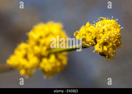 Cornus Mas, Cornelian Cherry Flowers, close up, blüht im späten Winter oder frühen Frühjahr Stockfoto