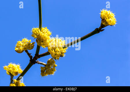 Cornus Mas, Cornelian Cherry Flowers, close up, blüht im späten Winter oder frühen Frühjahr Stockfoto