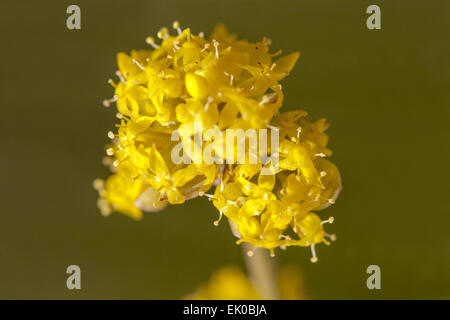 Cornus Mas, Cornelian Cherry Flower, close up, blüht im späten Winter oder frühen Frühjahr Stockfoto