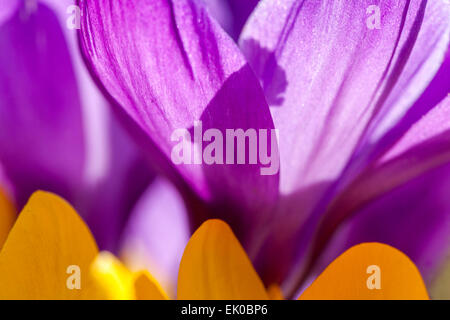 Nahaufnahme von Frühling Crocus vernus Stockfoto