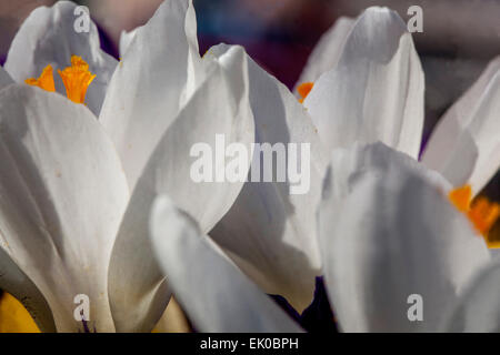 Nahaufnahme des weißen Crocus Jeanne d'Arc Stockfoto