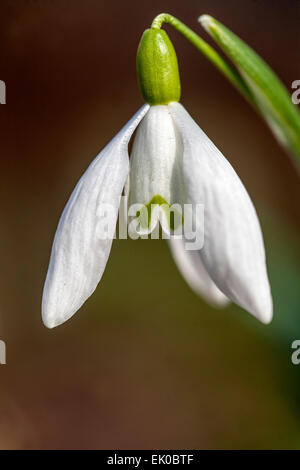 Snowdrop, White Galanthus nivalis Nahblüte Stockfoto