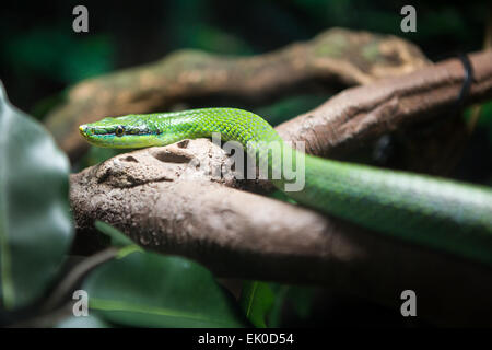 Vietnamesische lange Nase Schlange Stockfoto