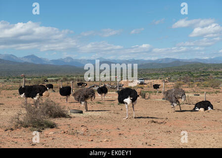 Strauße (Struthio Camelus) bewirtschaftet wegen ihres Fleisches und Federn auf einer kommerziellen Farm in Oudtshoorn, Western Cape, Südafrika Stockfoto